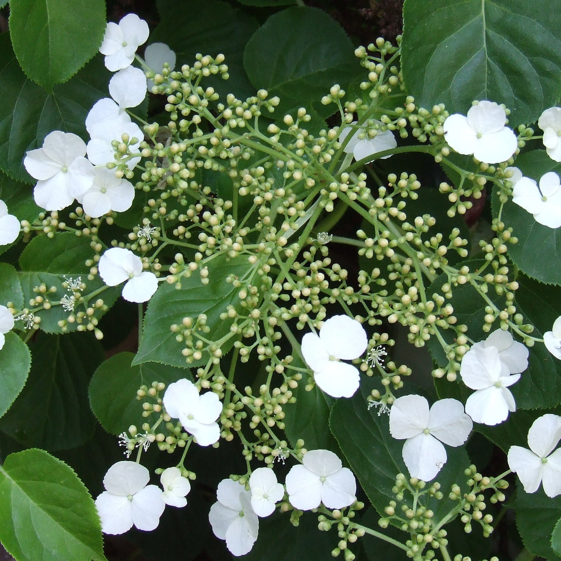 Hortensia (Hortensia scientific name) for planting in garden